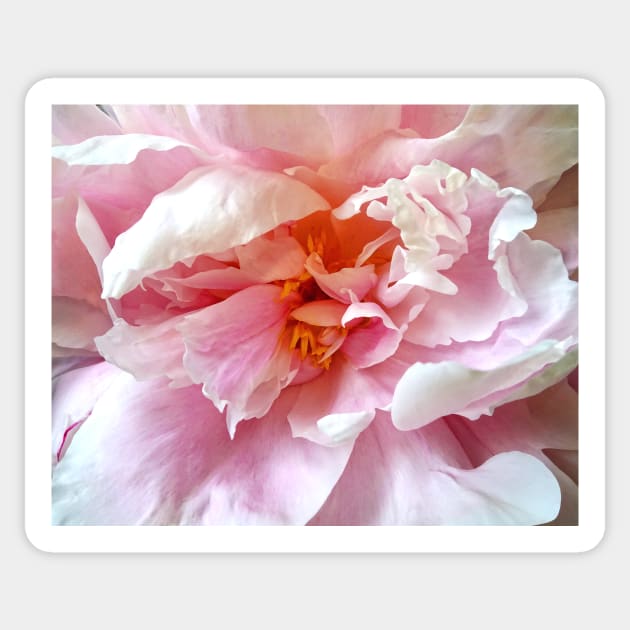 Closeup of Pale Pink Peonies Sticker by SusanSavad